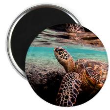 turtle magnet